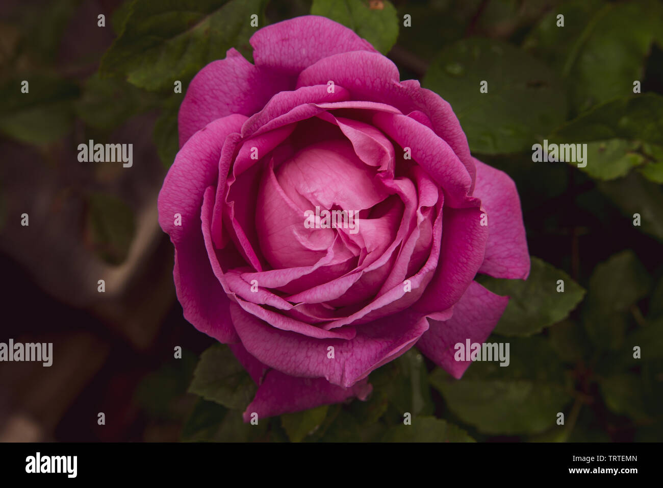 Close up di un singolo bellissimo giro perfetto rosa rosa con foglie verdi Foto Stock