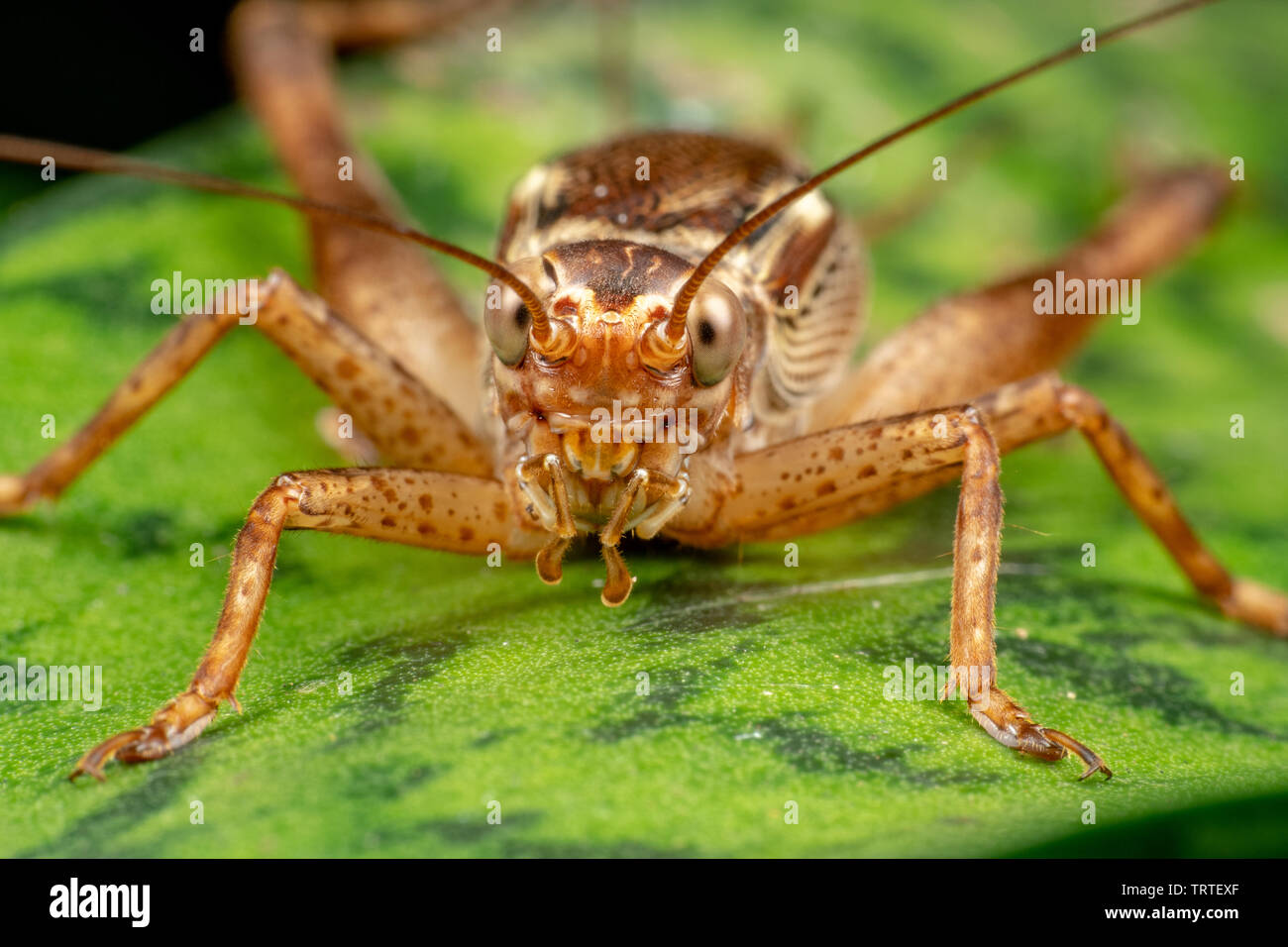 Chiusura del vero cricket adulto, Cardiodactylus novaeguineae, nella foresta pluviale tropicale Foto Stock