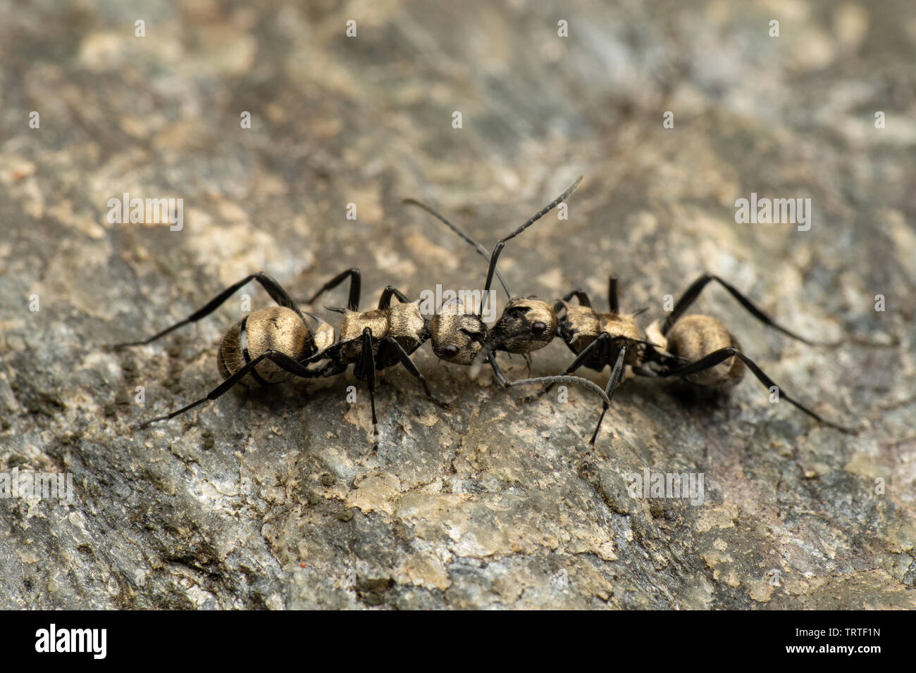 Polyrachis sp. spinosa combattere formiche Foto Stock