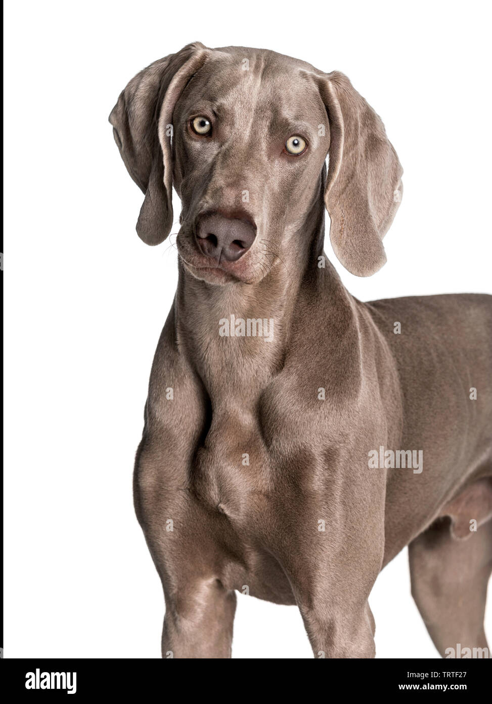 Weimaraner in piedi contro uno sfondo bianco Foto Stock