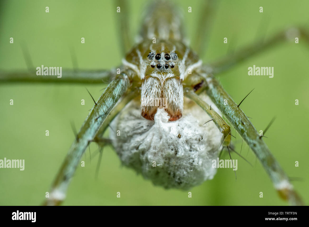 Hygropoda lineata, northern rivestita la pesca spider, su una foglia con uovo sacco nella foresta pluviale del Queensland, Australia Foto Stock