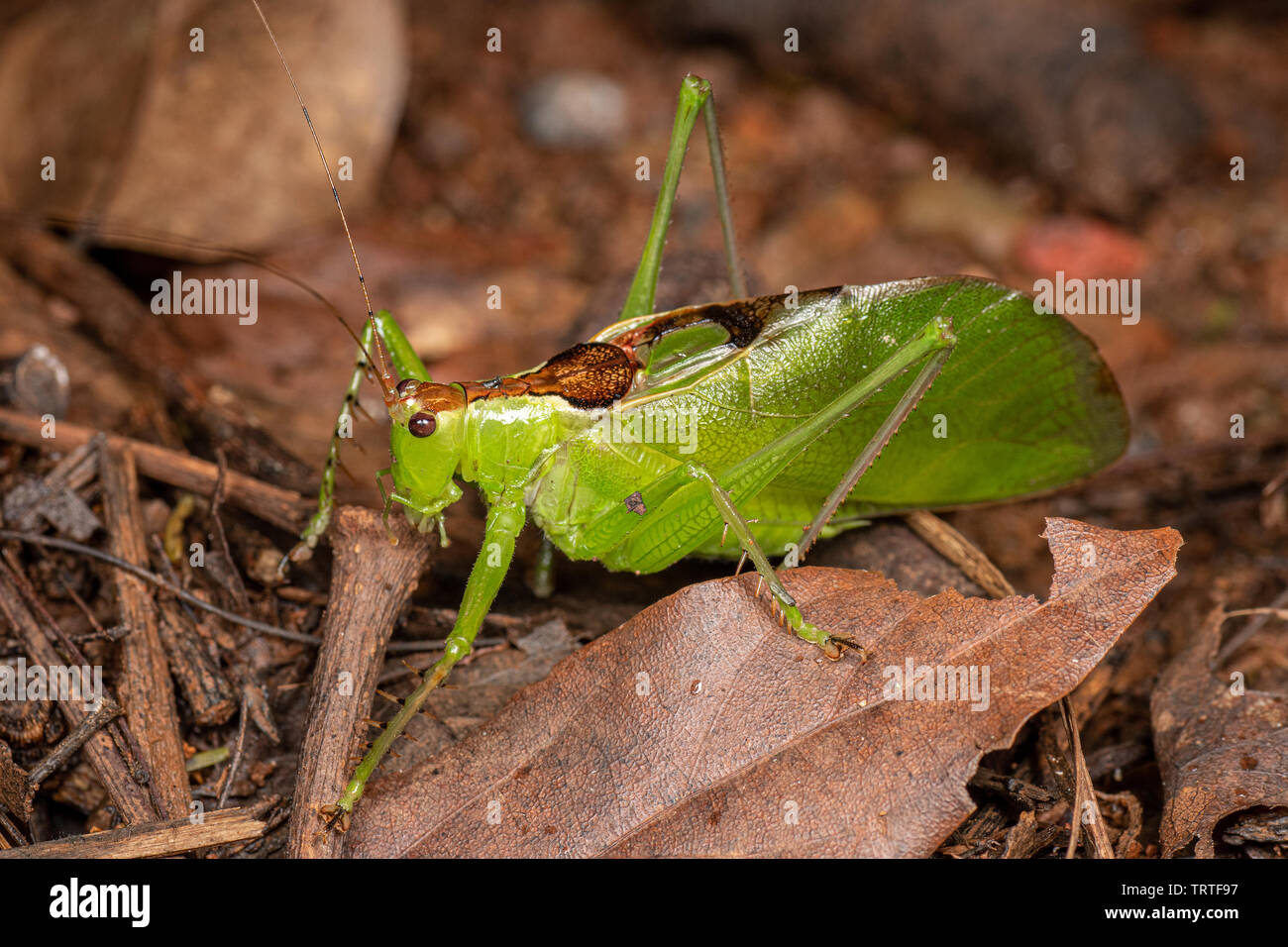 Katydid Predatious (Orthoptera) rovistando nella foresta pluviale tropicale Foto Stock