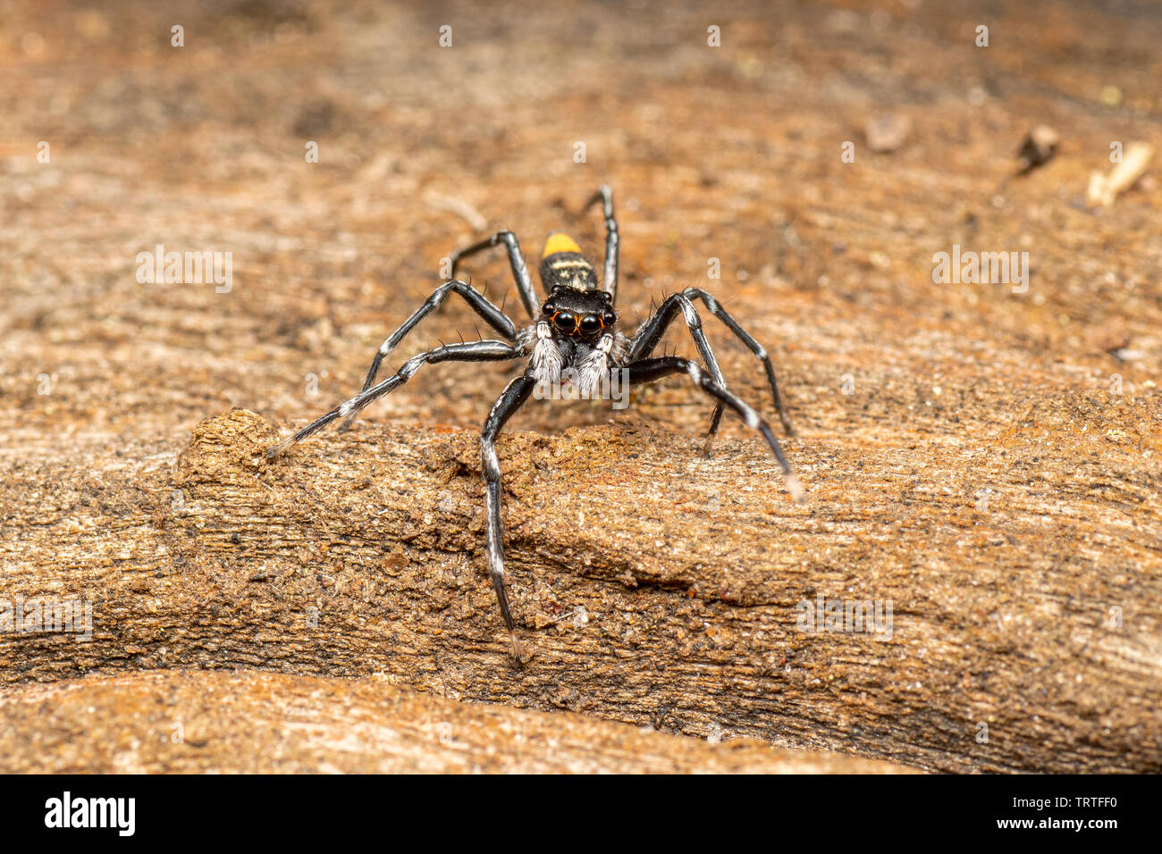 Astia hariola, la gitana jumping spider, rovistando sul legno morto Foto Stock
