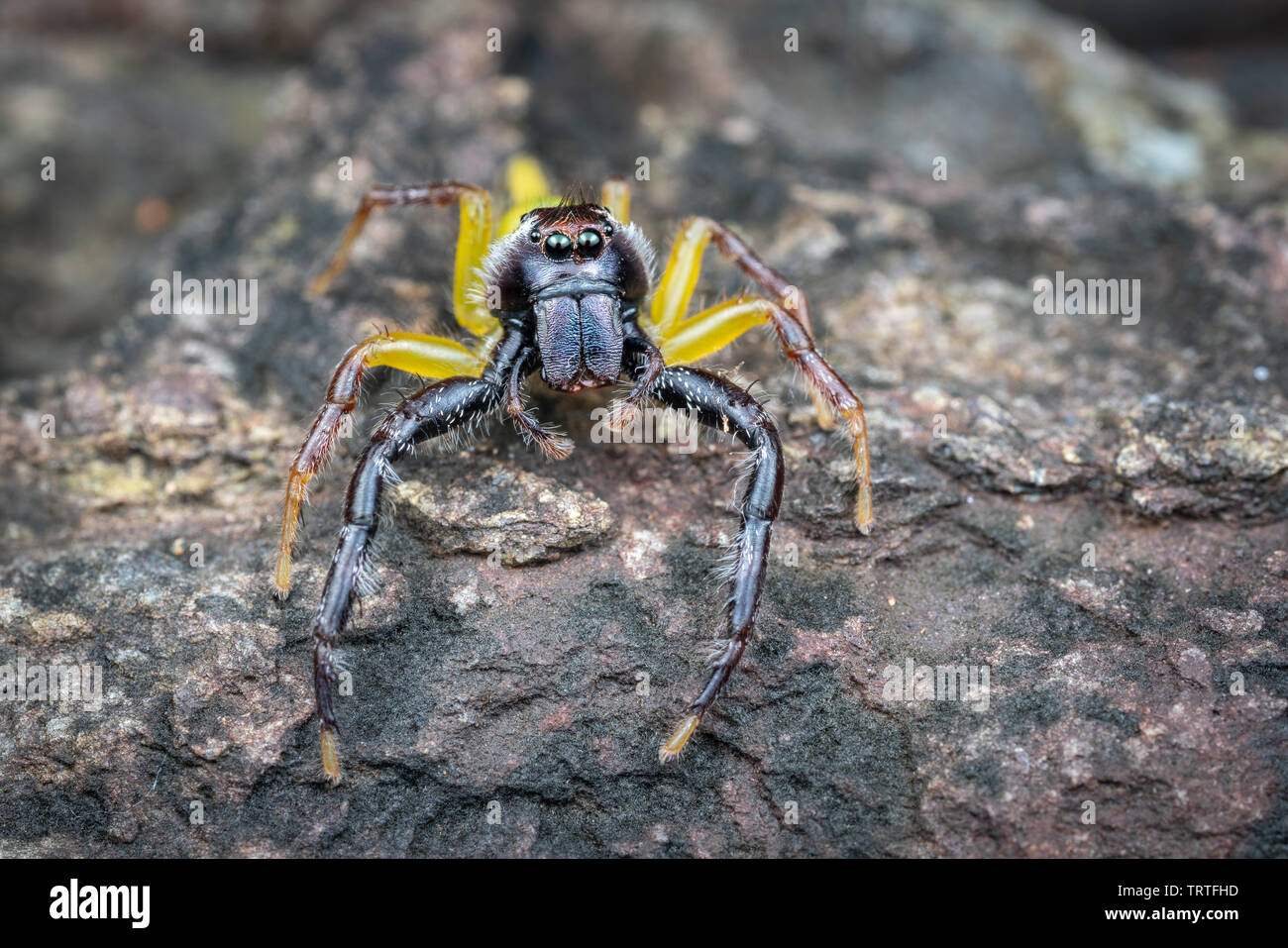 Voce maschile Mopsus mormon, il gigante verde jumping spider, ritratto che mostra grandi occhi Foto Stock