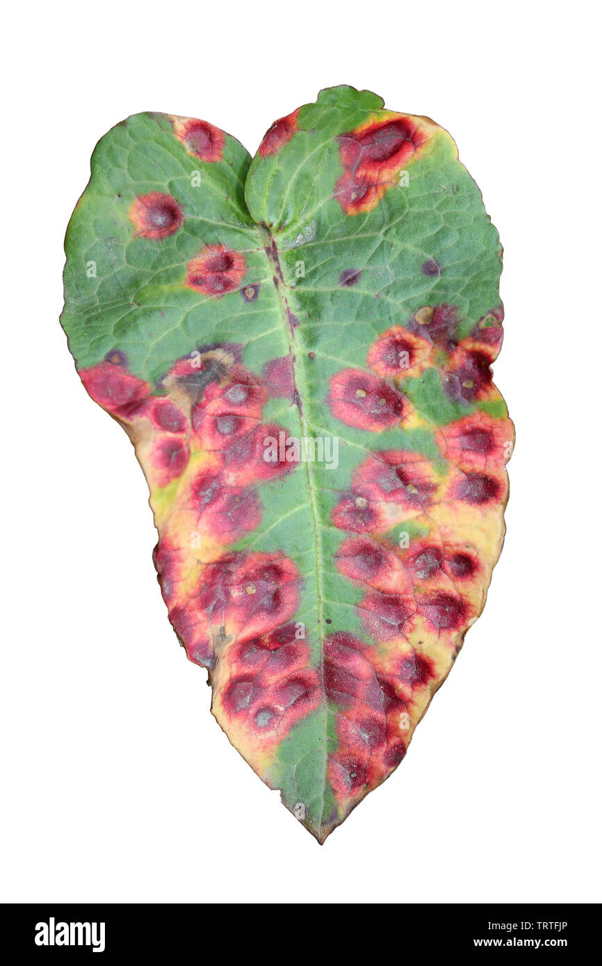 Upperside di di latifoglie Dock Rumex obtusifolius foglie colpite da Dock ruggine Puccinia phragmitis Foto Stock