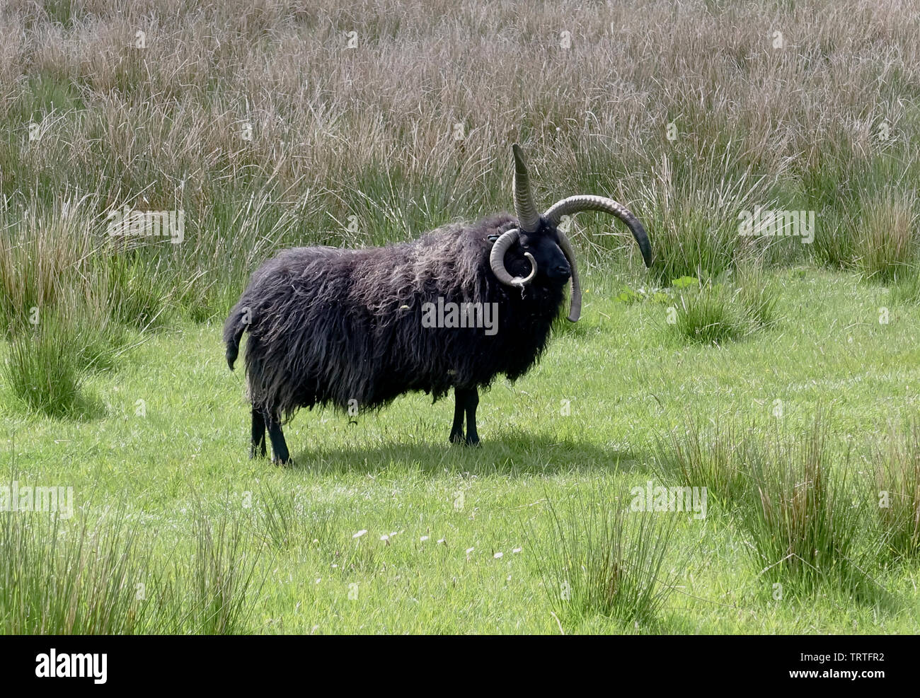Una rara razza di pecore delle Ebridi Foto Stock