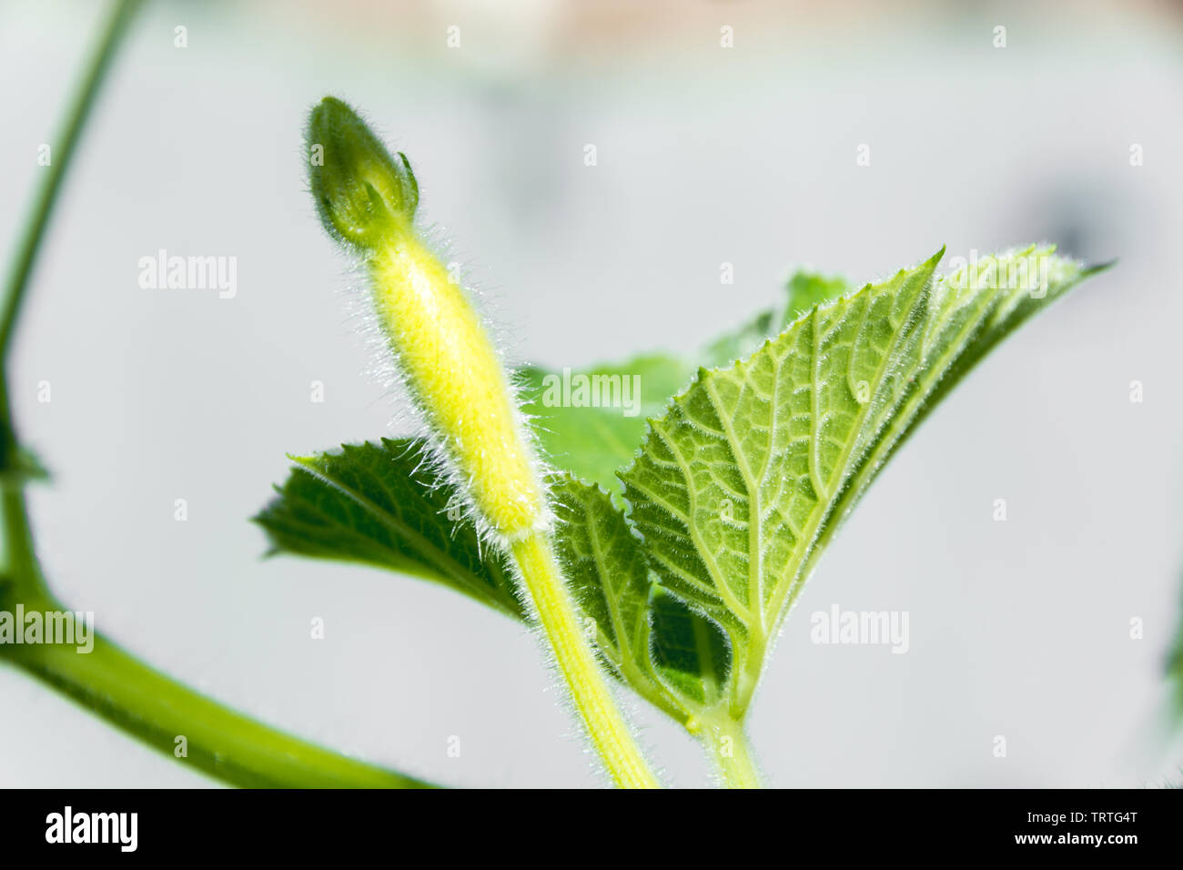 Un giovane zucca crescente in estate nel cortile posteriore Foto Stock