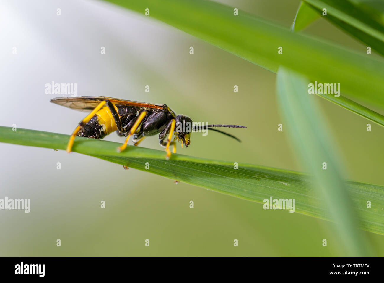 Tenthredo maculata sawfly - un sorprendente giallo wasp mimic, REGNO UNITO Foto Stock