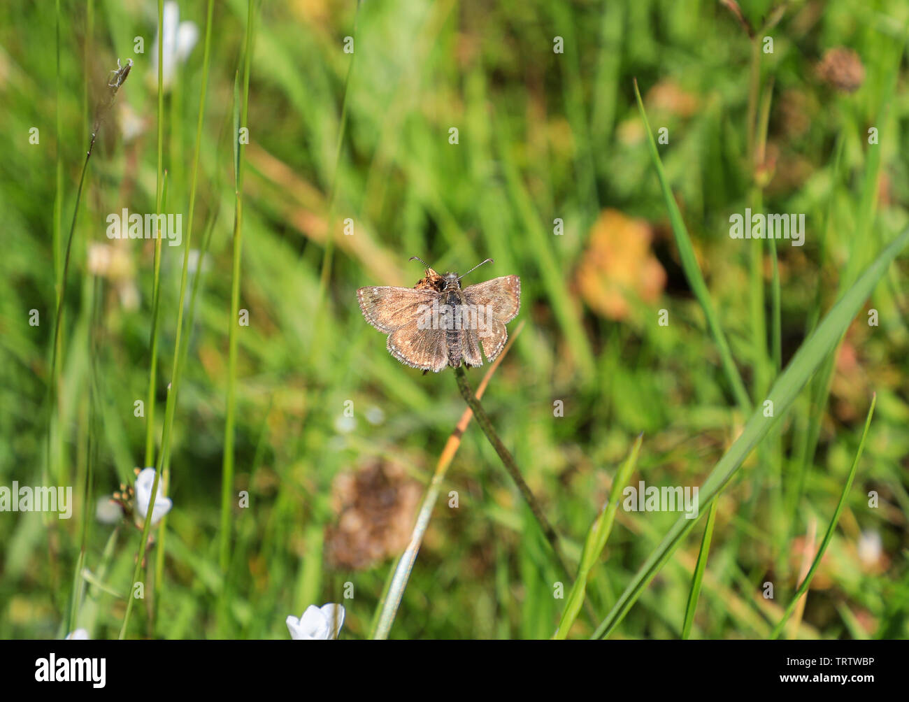 Una farfalla di Dingy Skipper (Erynnis Tages) a Deep Dale, Derbyshire, Inghilterra, Regno Unito Foto Stock