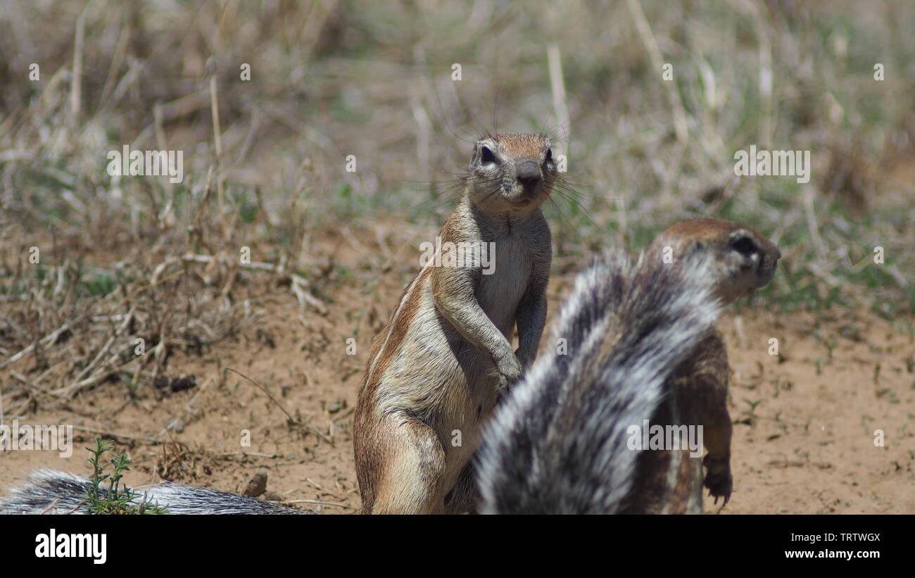 Massa (scoiattolo meerkat) in Sud Africa Safari Foto Stock