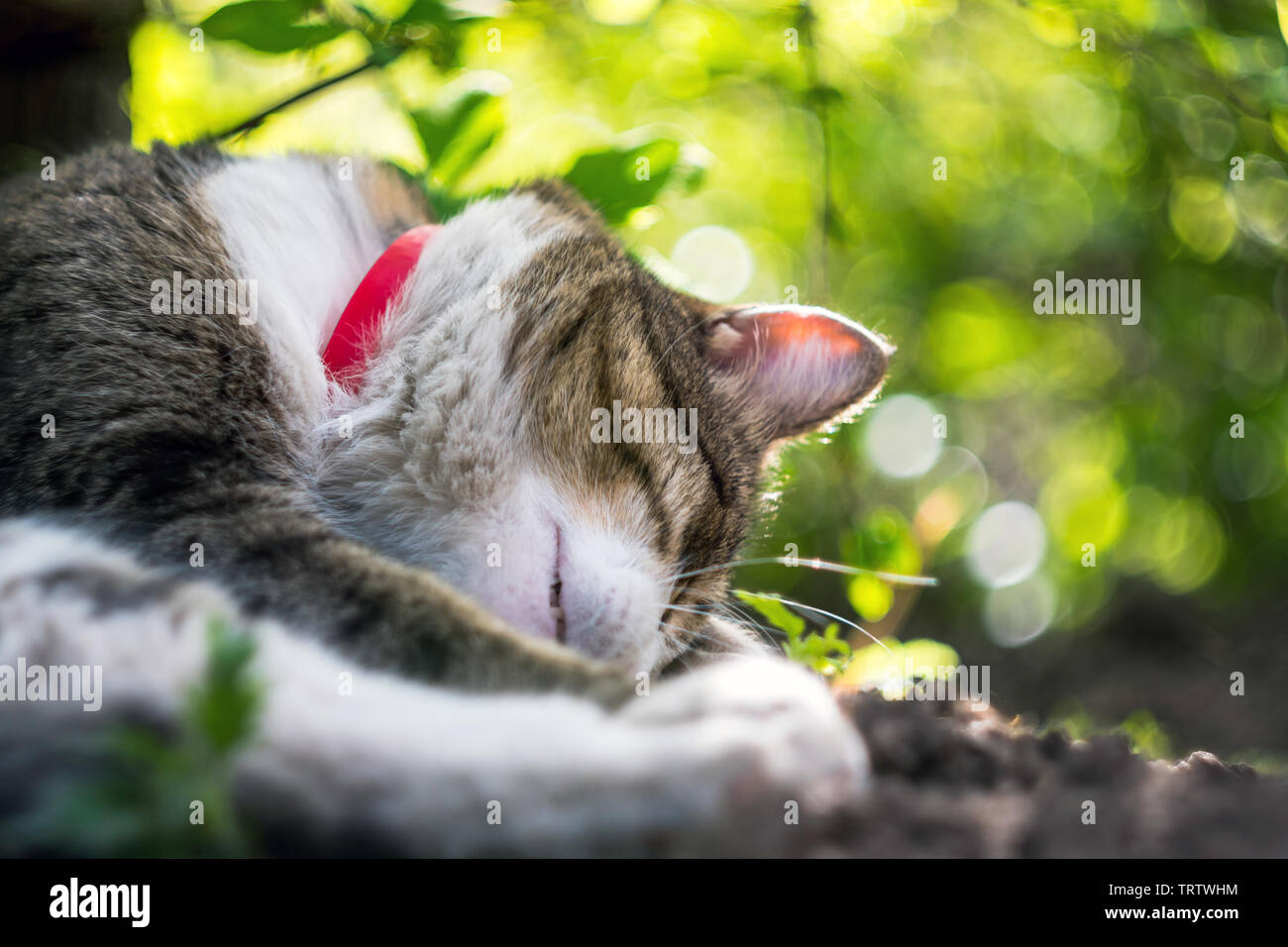 Il gatto domestico è sdraiato sul prato al sole con un bellissimo sfondo verde. ritratto di gatto domestico. Foto Stock