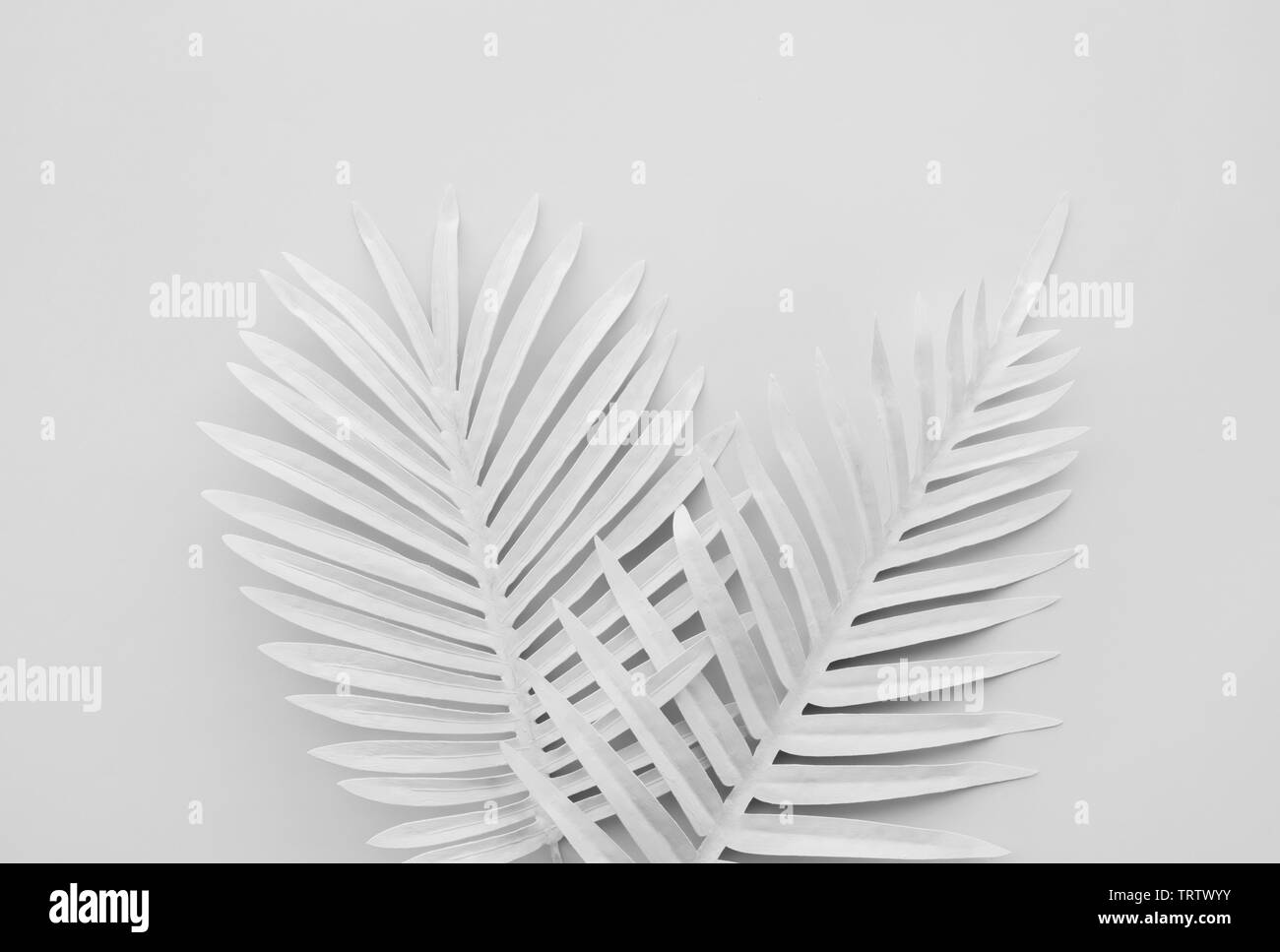 Raccolta di bianco foglie tropicali,piante con lo spazio colore sfondo.astratta decorazione foglia design.natura esotica per modello di copertura Foto Stock