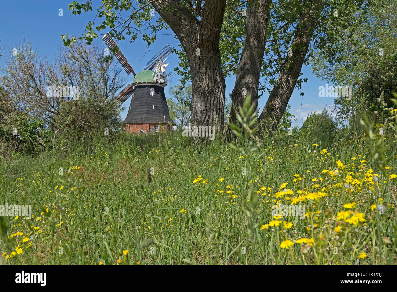 Il mulino a vento, stufa, Meclemburgo-Pomerania Occidentale, Germania Foto Stock