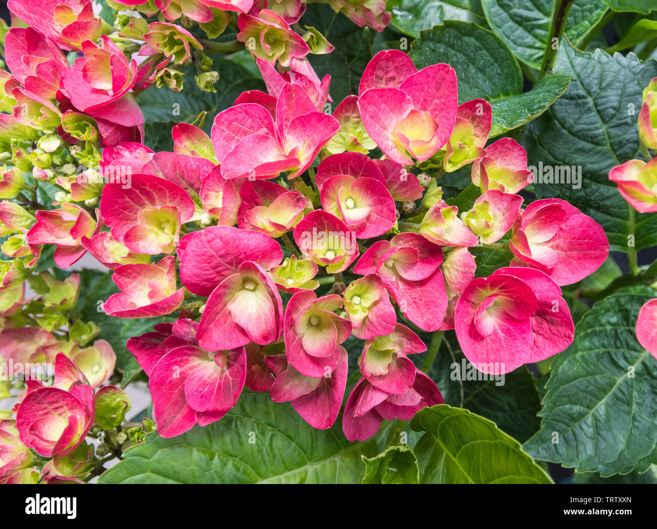 Hydrangea macrophylla 'Amour Toujours" (H) (Rendez-vous serie) arbusto Fioritura in estate nel West Sussex, in Inghilterra, Regno Unito. Foto Stock