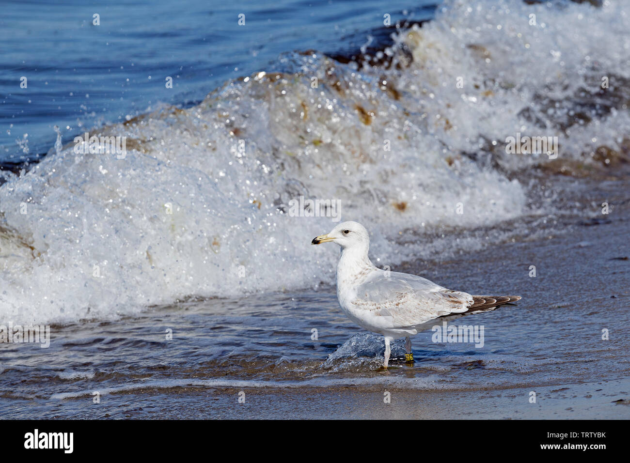 Giovani aringhe gabbiano (Larus argentatus) in spiaggia, Kuehlungsborn, Meclemburgo-Pomerania Occidentale, Germania Foto Stock