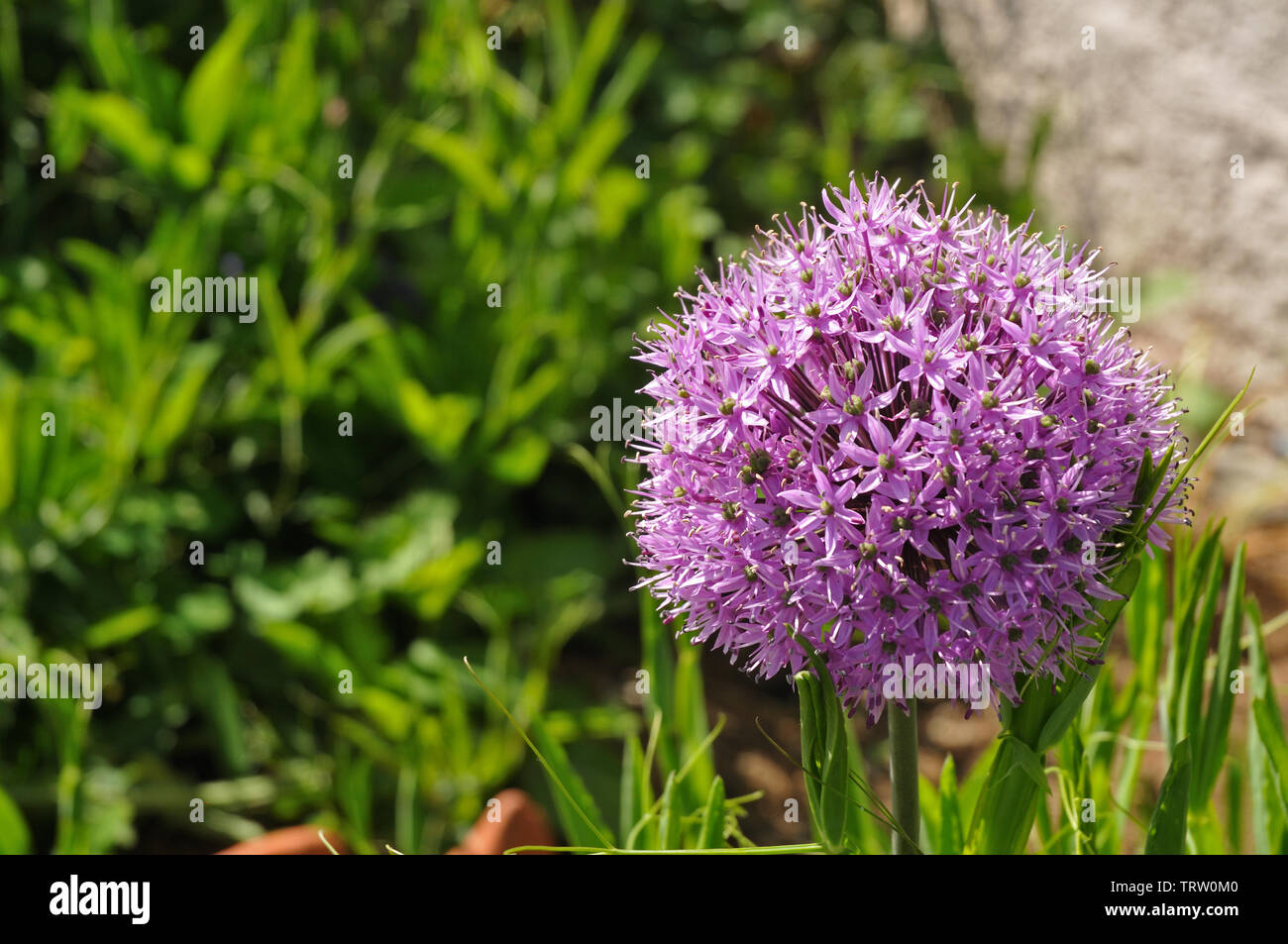 Lilla sfera colorata a forma di fiore coltivate aglio, allium in giardino sulla giornata di sole Foto Stock
