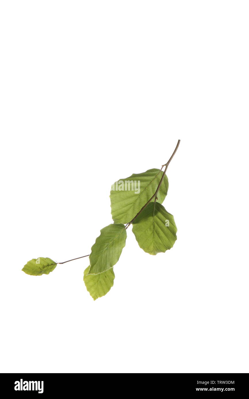 Ramo di verde di foglie di faggio Foto Stock