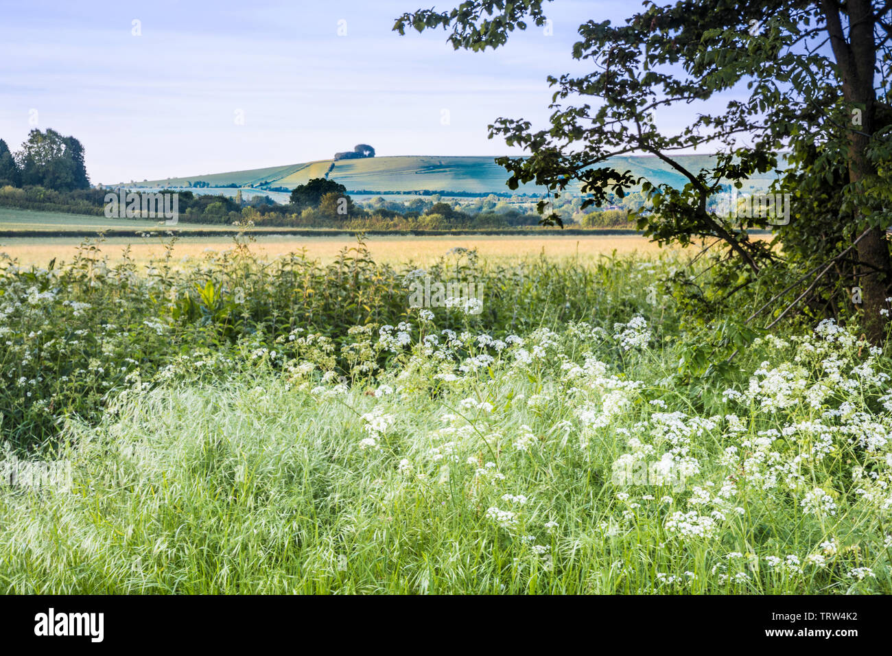 La vista verso Liddington collina vicino a Swindon, Wiltshire su un inizio di mattina d'estate. Foto Stock