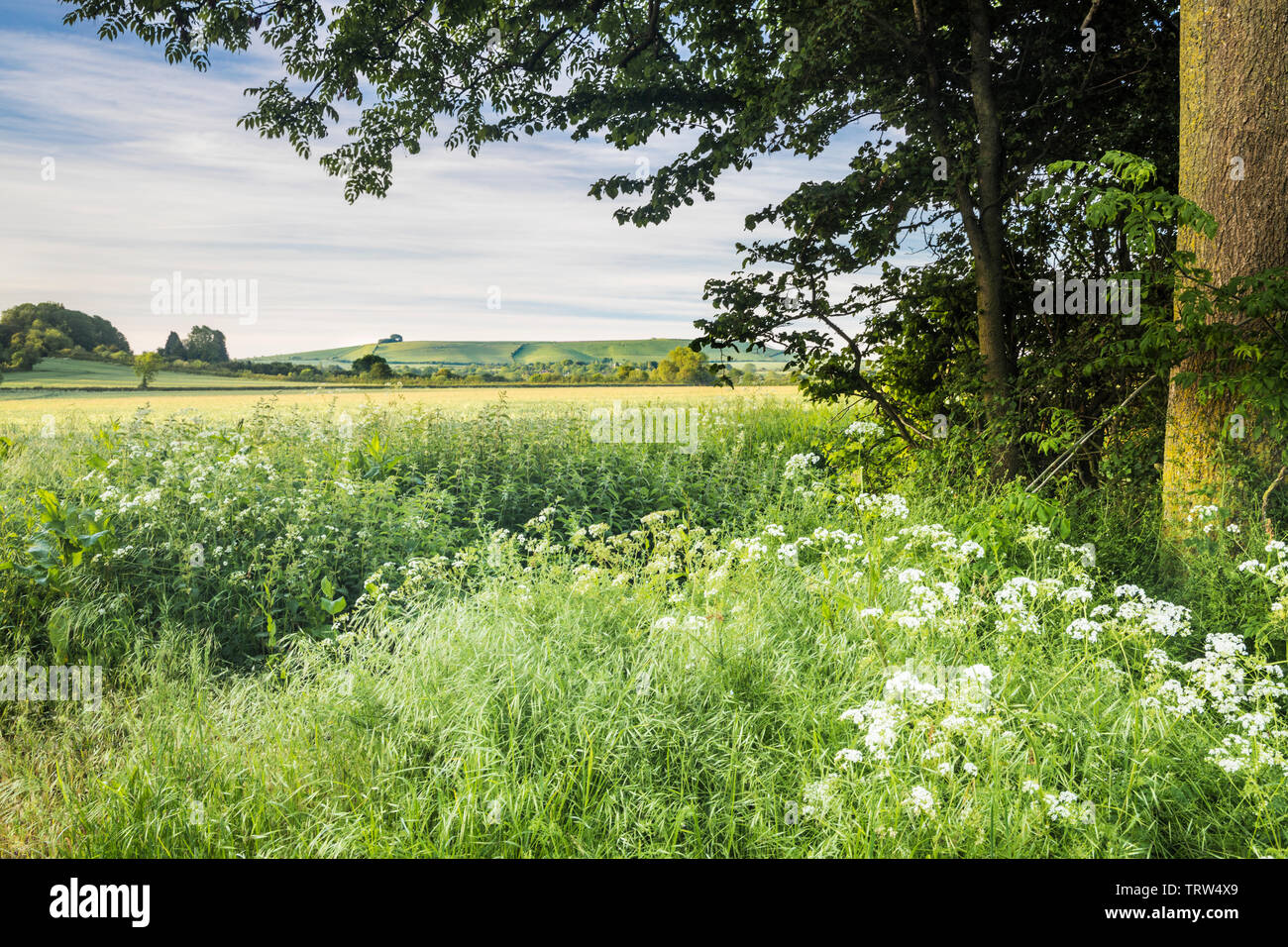 La vista verso Liddington collina vicino a Swindon, Wiltshire su un inizio di mattina d'estate. Foto Stock