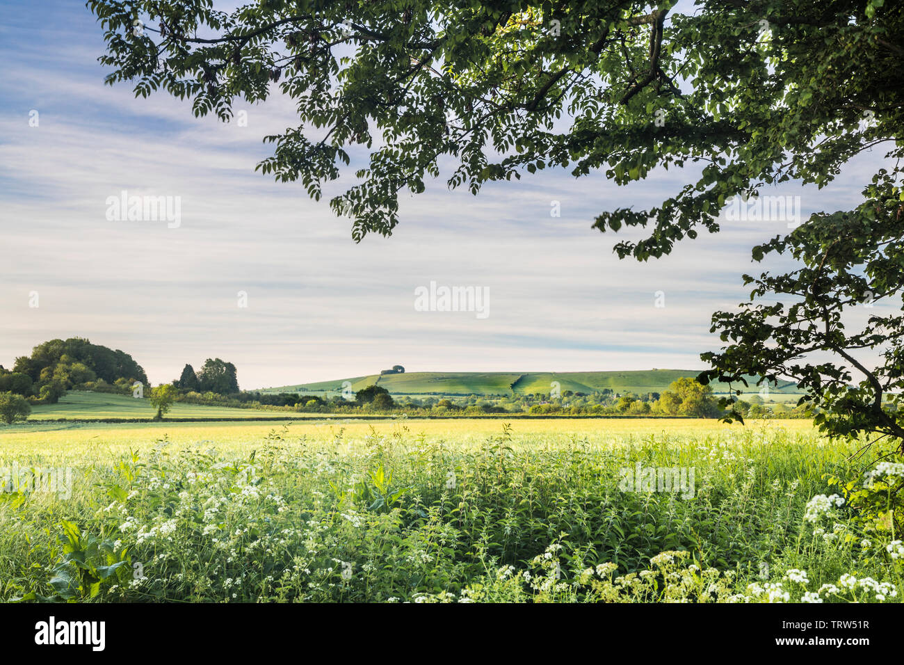 La vista verso Liddington collina vicino a Swindon, Wiltshire su un inizio di mattina d'estate. Foto Stock