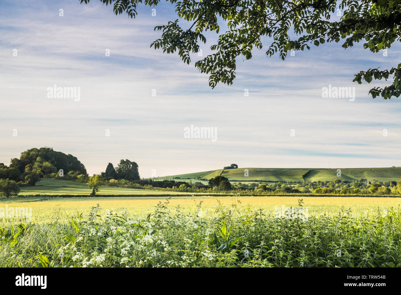 La vista verso Liddington collina vicino a Swindon, Wiltshire su un inizio di mattina d'estate. Foto Stock