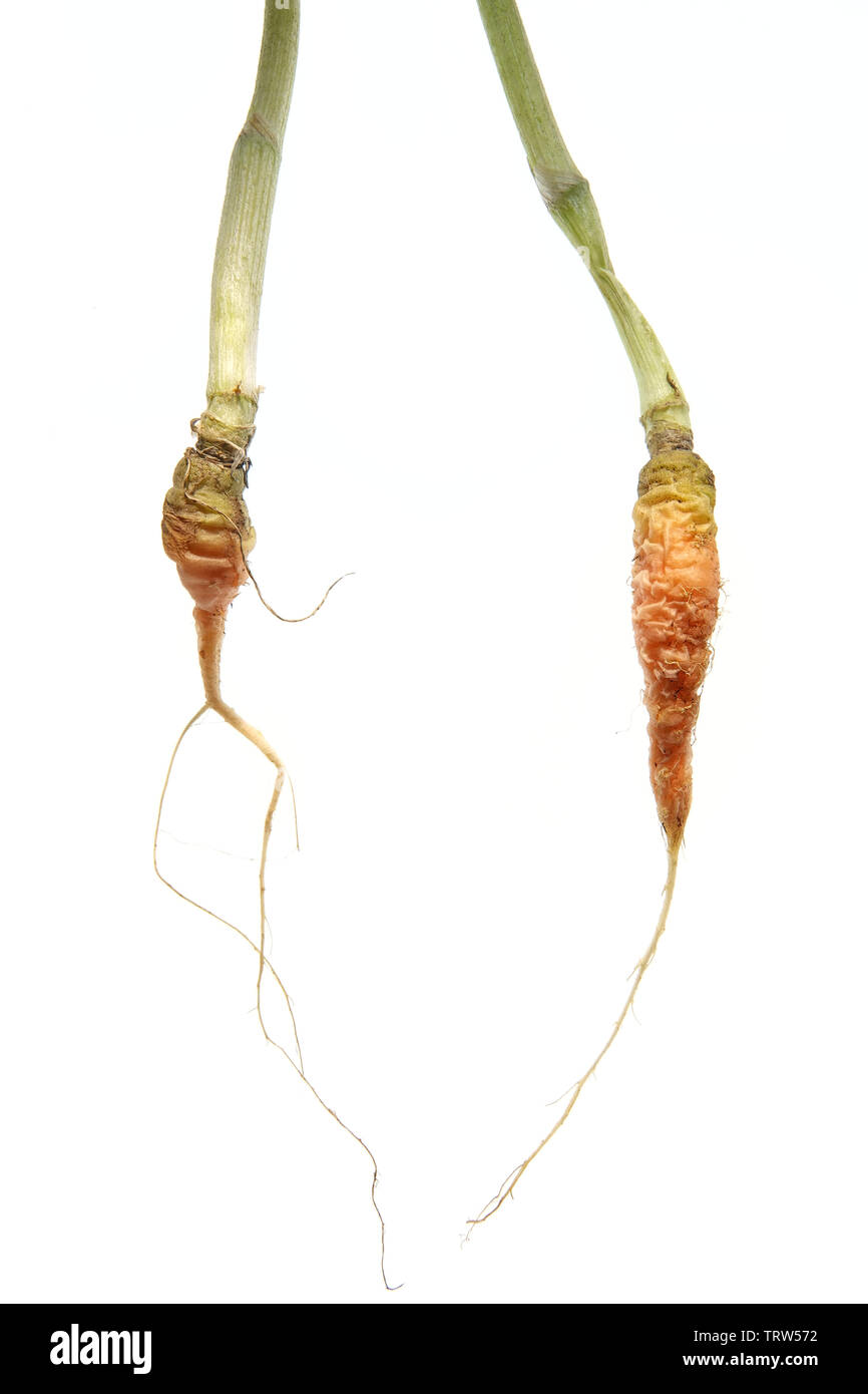 Di dimensioni molto piccole e le carote a secco - Risultato del fallito tentativo di giardinaggio da giardiniere inesperto Foto Stock