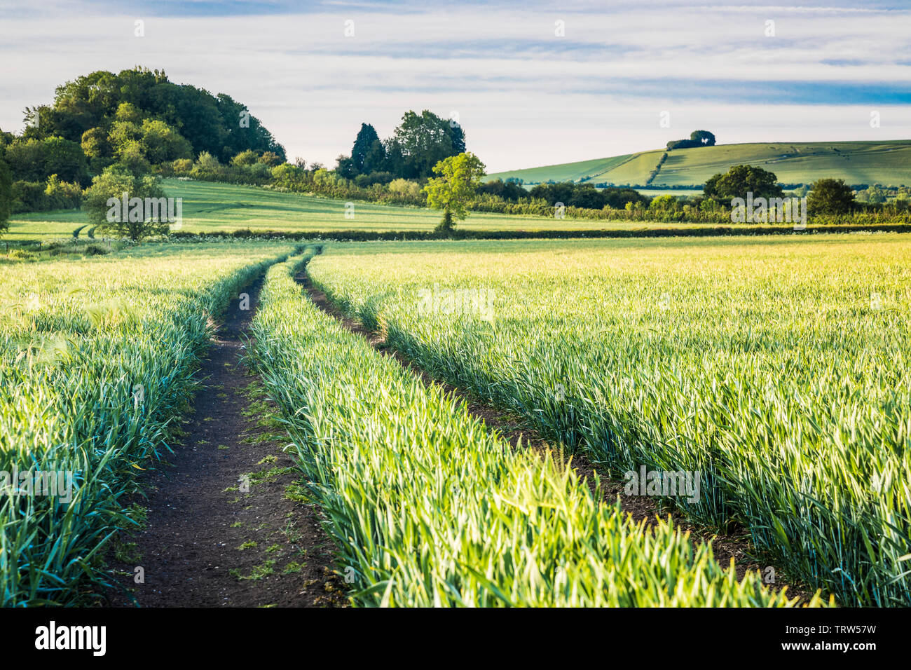 La vista verso Liddington collina vicino a Swindon, Wiltshire su un inizio di mattina d'estate. Foto Stock