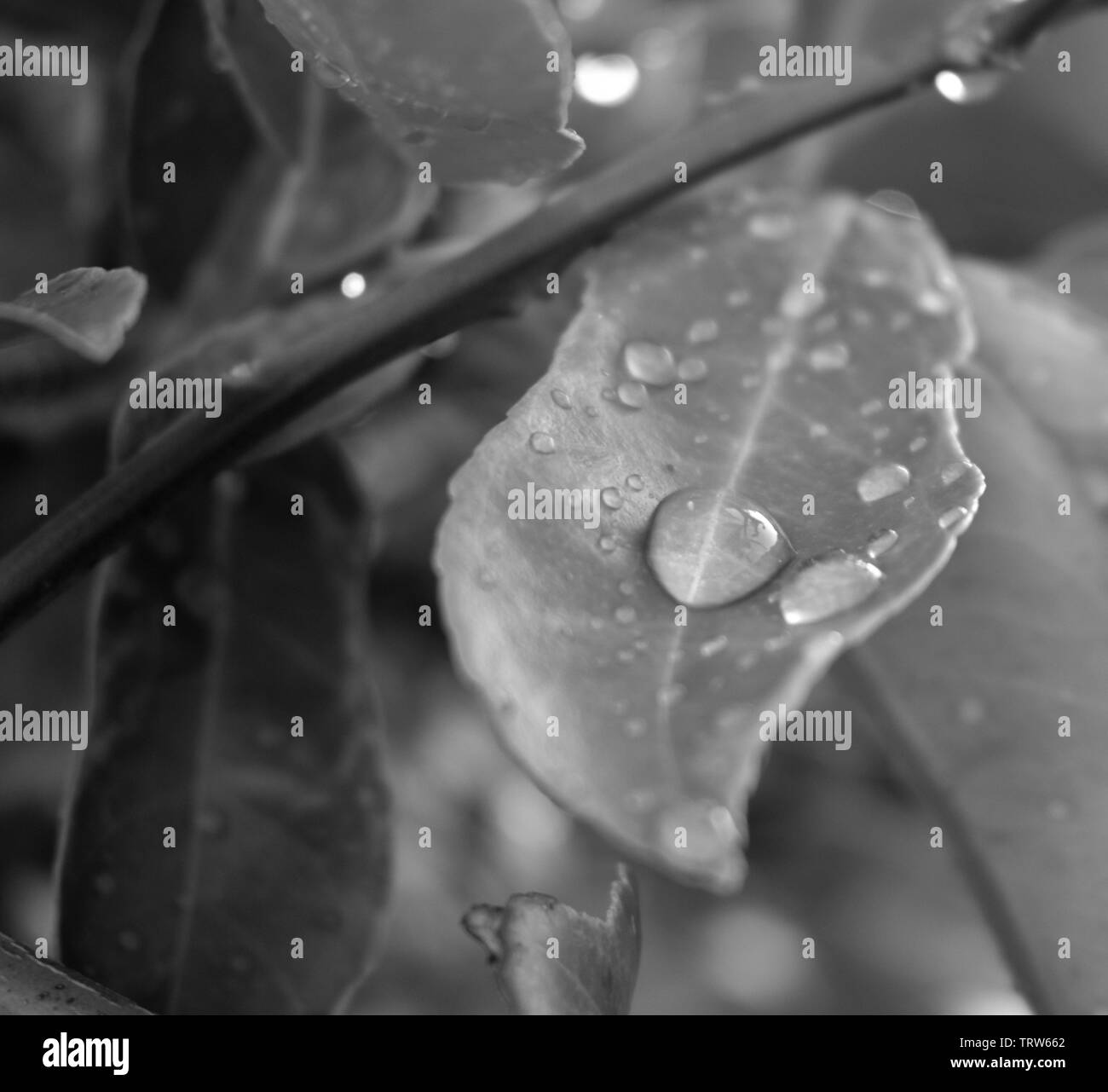 La rugiada e la pioggia su foglie di una meyer lemon tree Foto Stock