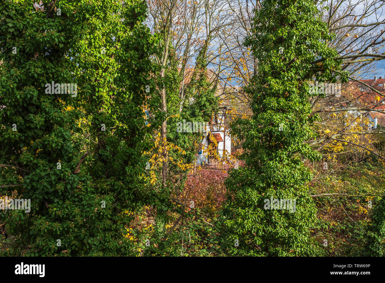 Ivy crescente intorno a tronchi di alberi, casa, Strasburgo, Alsazia, Francia, Europa Foto Stock