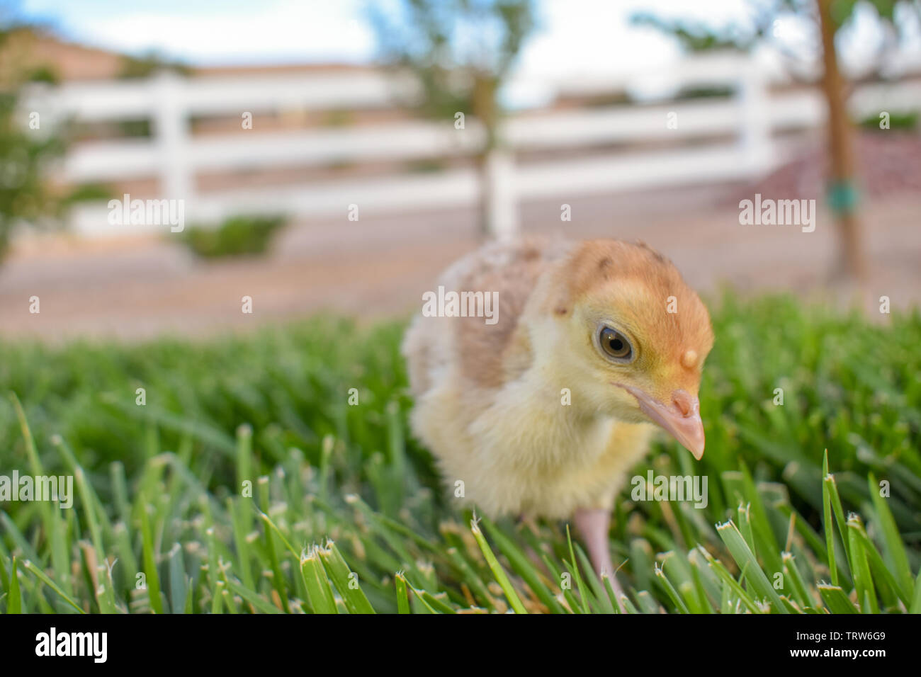 Pulcino di bambino / TURCHIA Foto Stock