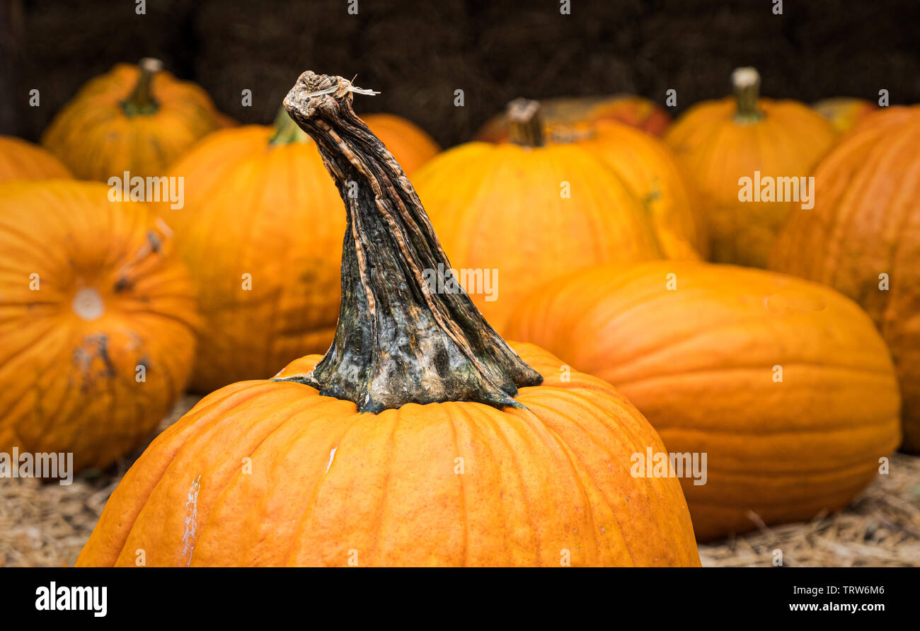 Immagine da Walden Fattoria Di Zucca di Halloween, Smirne, Tennessee. Ottobre 2017 Foto Stock