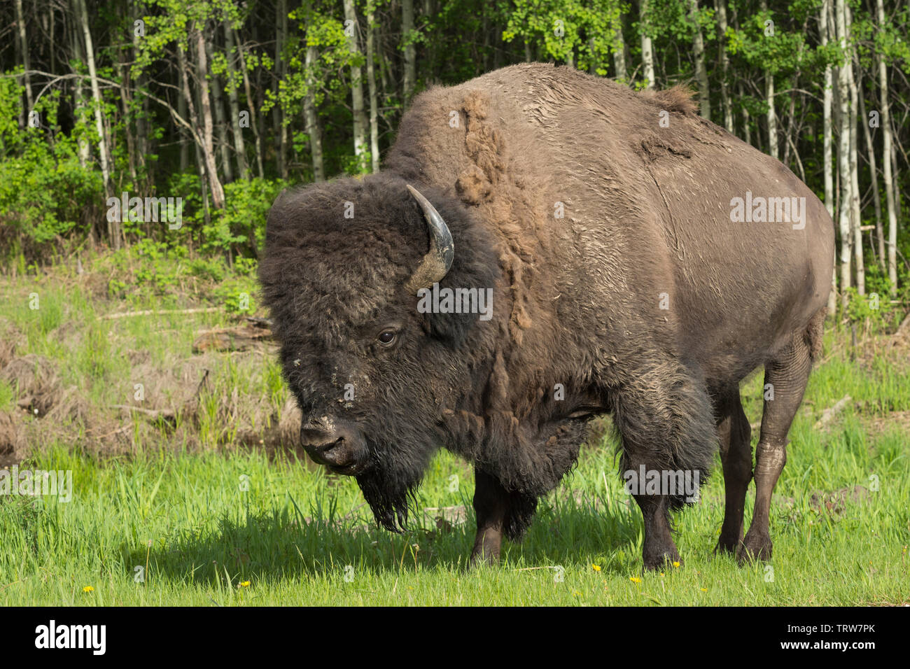 Pianure maschio (Bison bison bison) durante la primavera, Elk Island National Park, Alberta, Canada Foto Stock