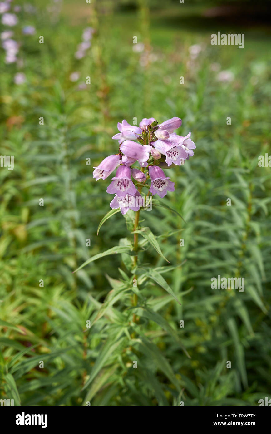 Fiori viola di Penstemon uva acerba Foto Stock