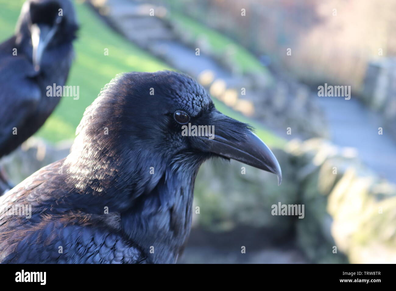 Raven nero seduto su una parete. Foto Stock