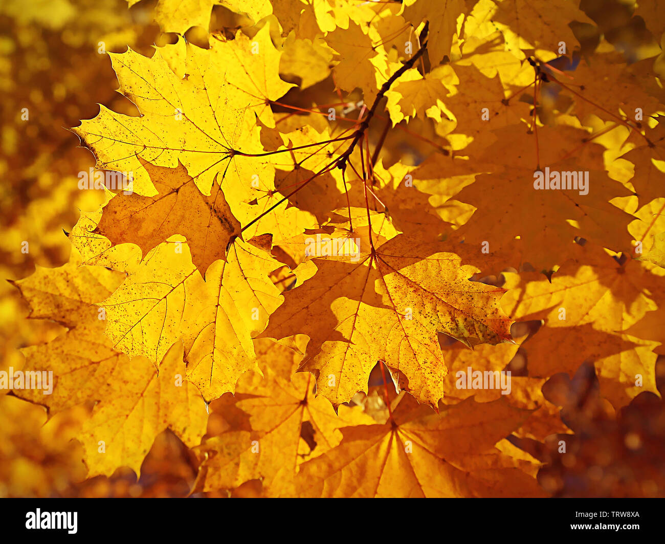 Golden fogliame di autunno luminoso maple Foto Stock