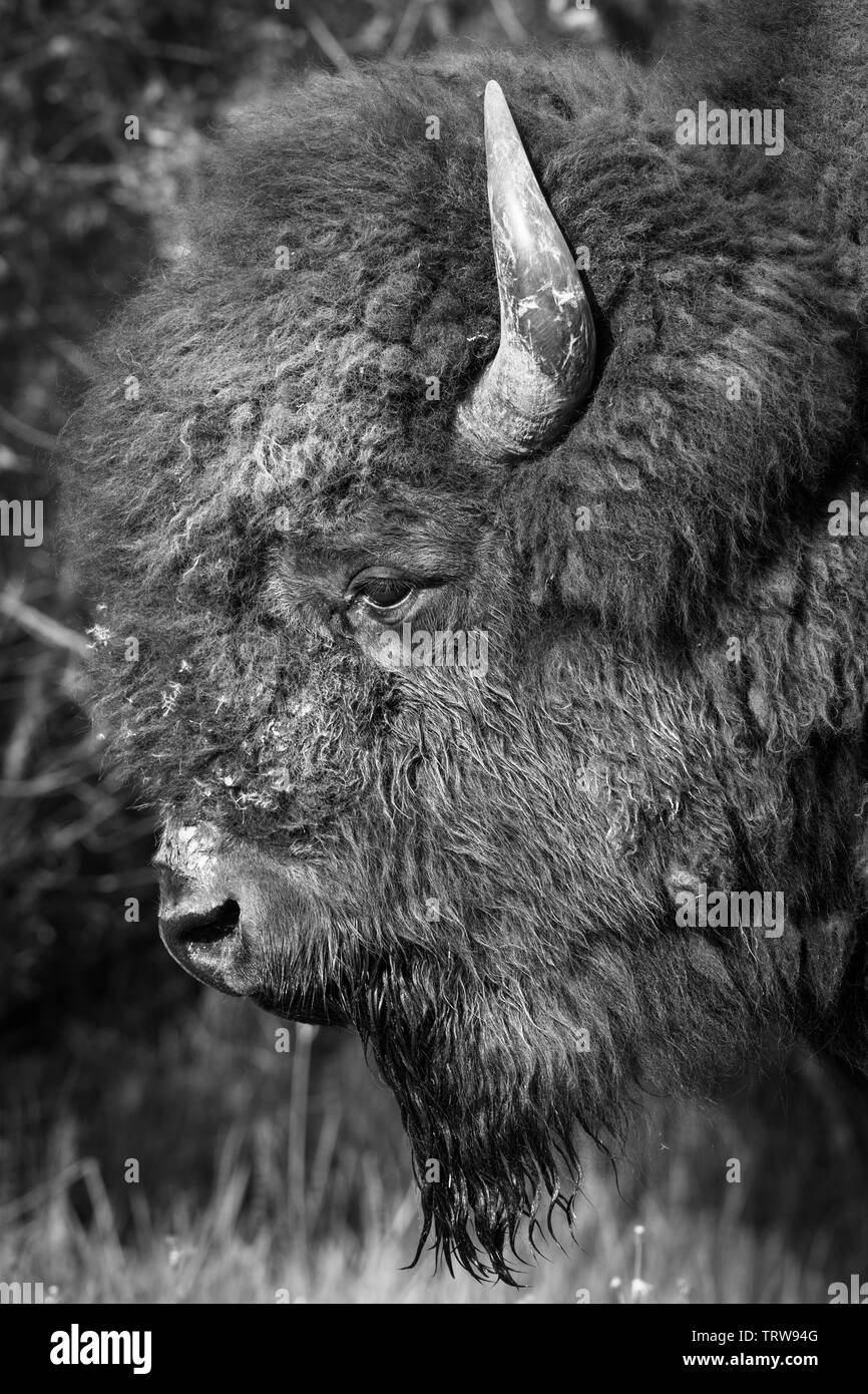 Pianure maschio (Bison bison bison) durante la primavera e in bianco e nero, Elk Island National Park, Alberta, Canada Foto Stock