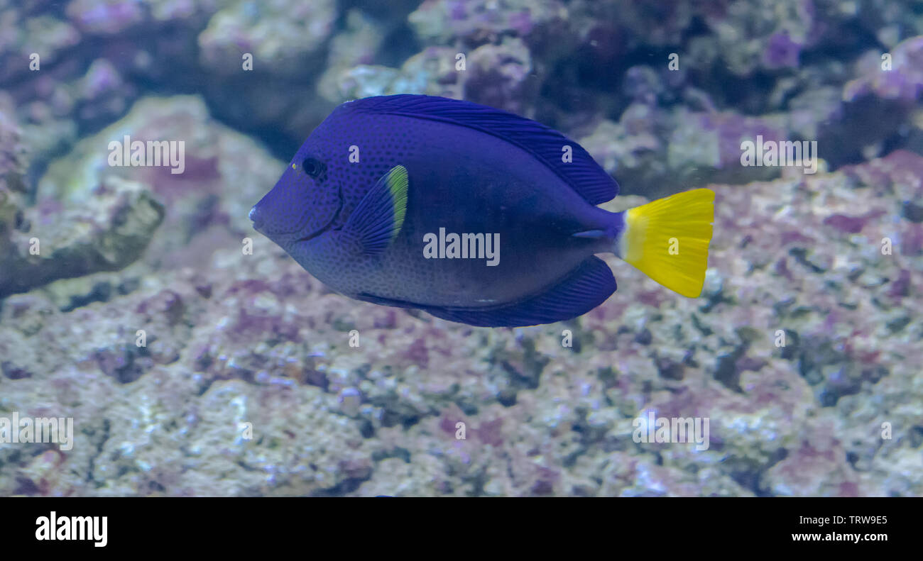 Limanda Pesce codolo verticale (Zebrasoma xanthurum) con rocce sullo sfondo Foto Stock