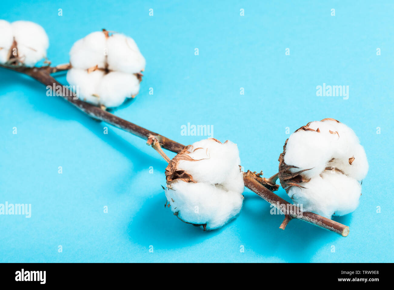 Maturazione naturale ramoscello della pianta di cotone sul turchese pastello blu sullo sfondo della carta Foto Stock