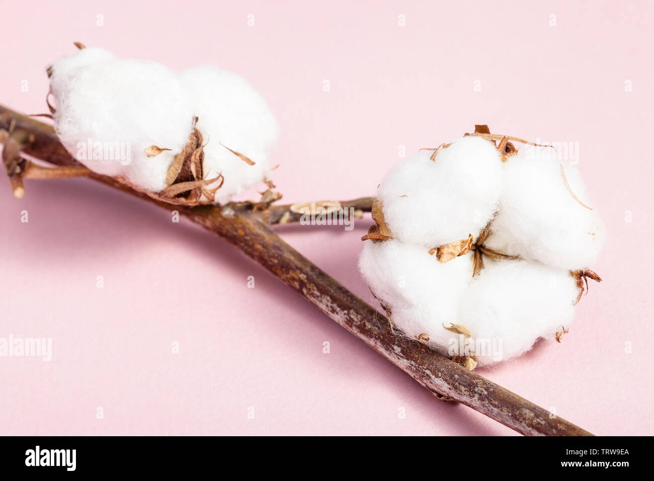 Ramo della pianta di cotone con maturi bolls in rosa pastello sullo sfondo della carta Foto Stock