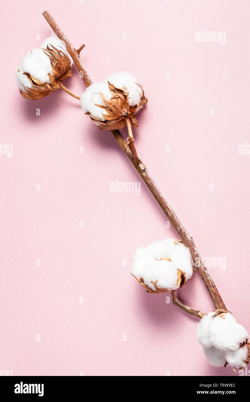 Mature ramoscello della pianta di cotone sul rosa pastello sullo sfondo della carta Foto Stock