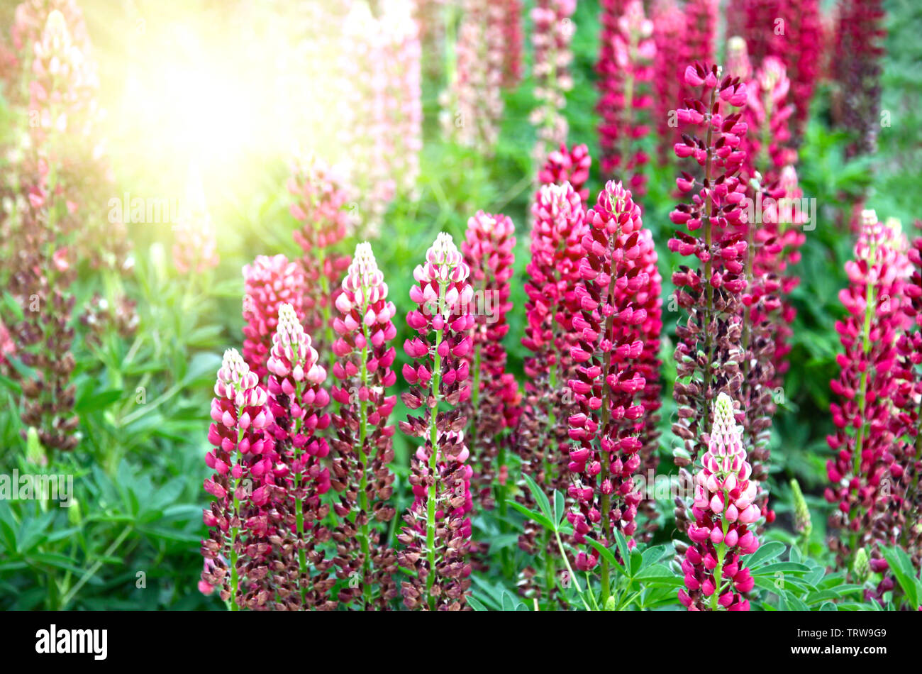 Fiori di lupino bello e solare Foto Stock