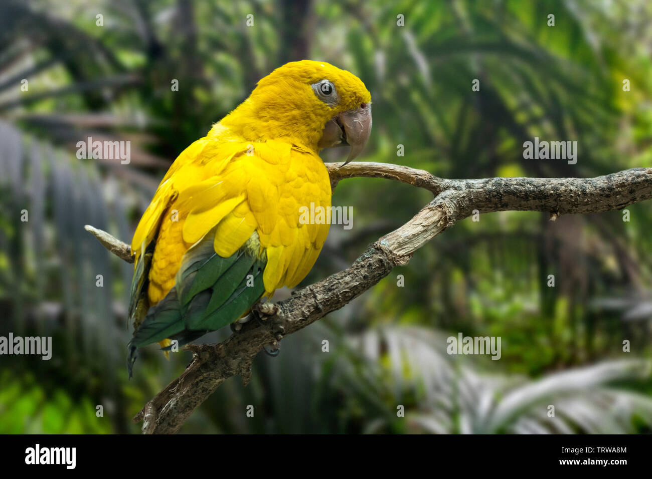 Golden parrocchetto / golden conure (Guaruba guarouba) arroccato nella struttura ad albero, Neotropical parrot nativo per il bacino amazzonico degli interni nel nord del Brasile Foto Stock