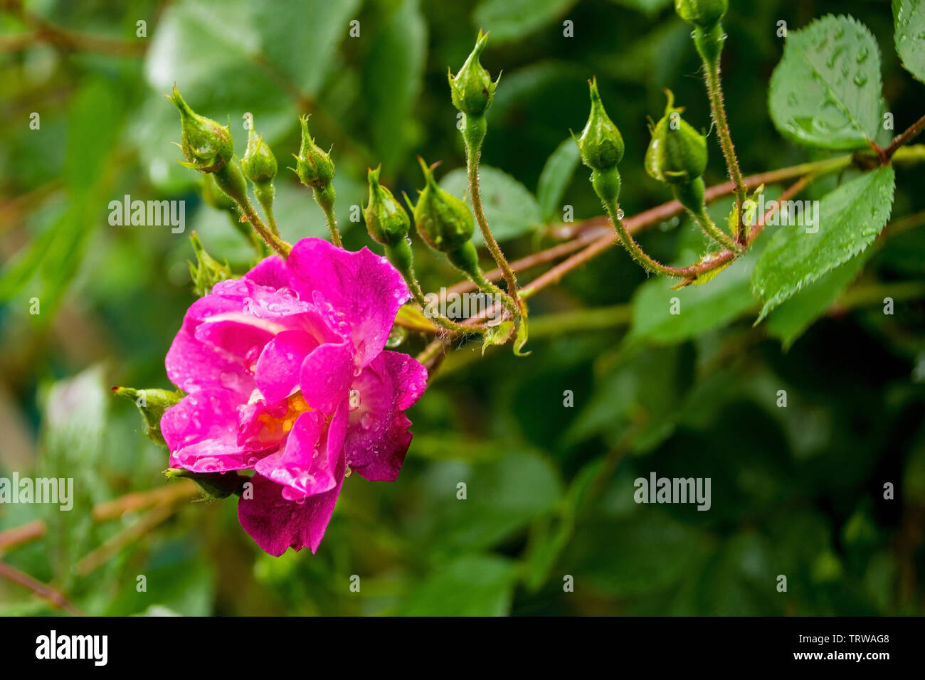 Una rosa rosa che cresce in un giardino nel nord ovest dell'Italia. È bagnato dalla pioggia recenti Foto Stock