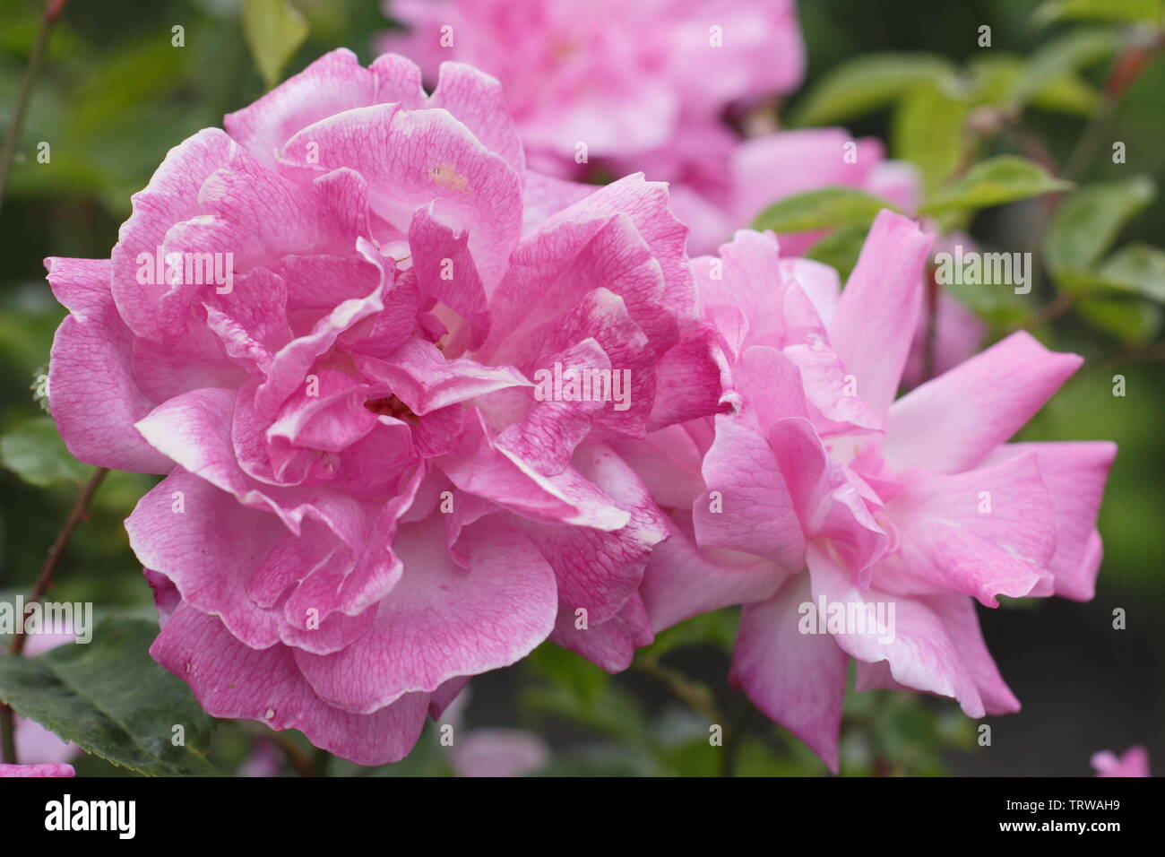 Rosa Antica Cina arrossire rose, chiamato anche "Parsons Rosa Cina' fioritura in Maggio Foto Stock