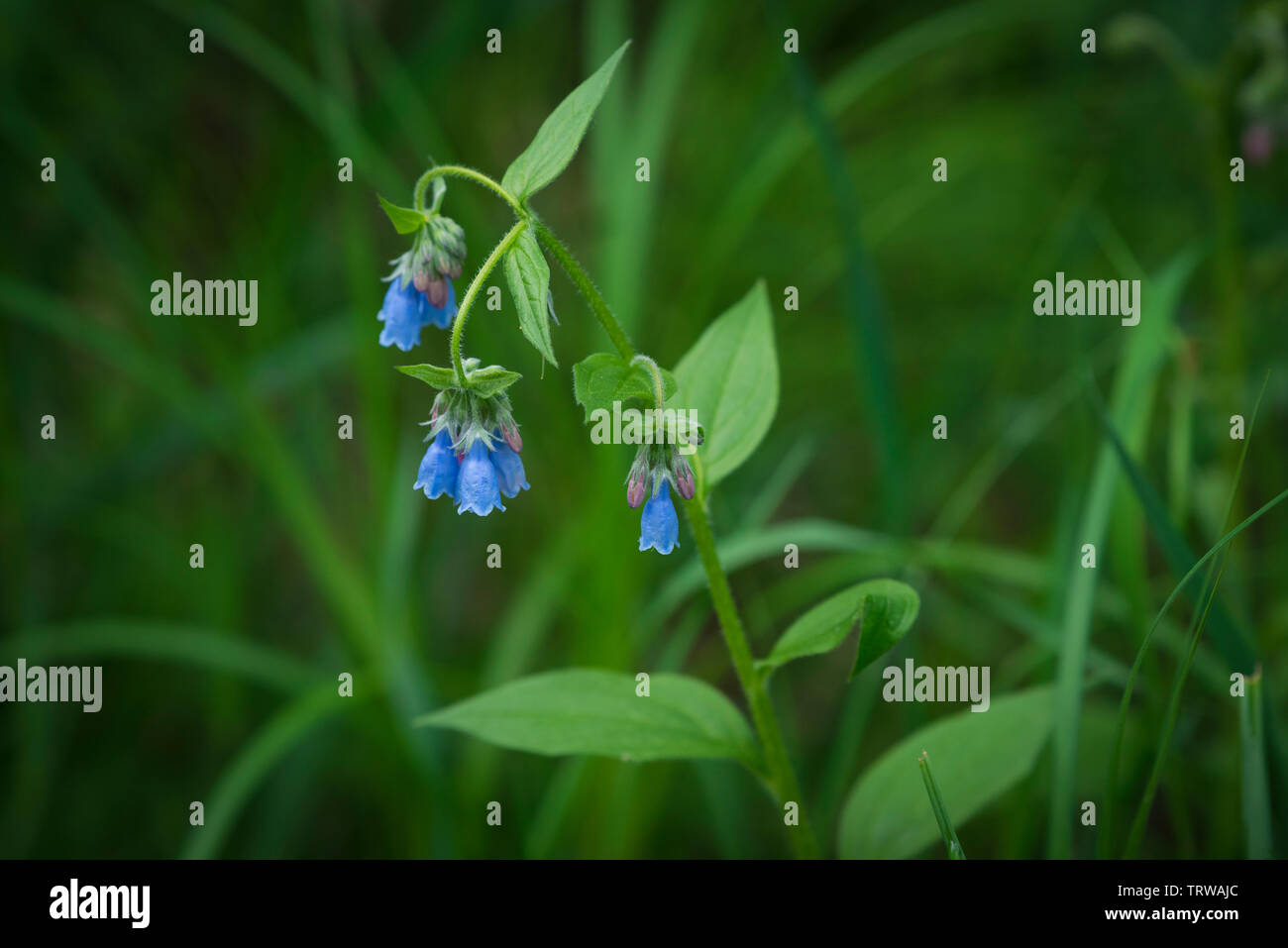 Wild Blue Bells, Elk Island National Park, Alberta, Canada Foto Stock
