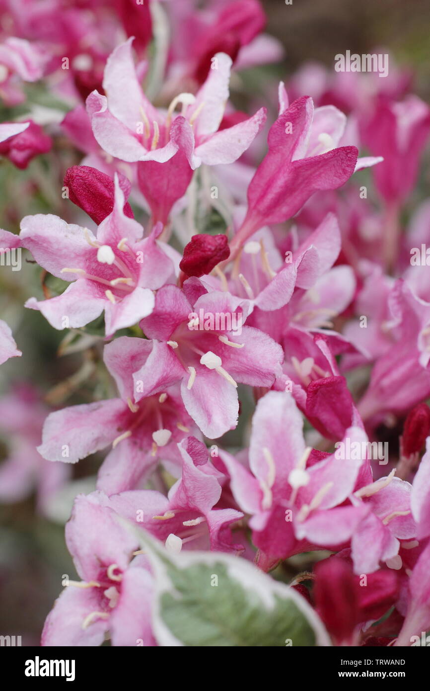 Weigela 'Florida variegata' Foto Stock