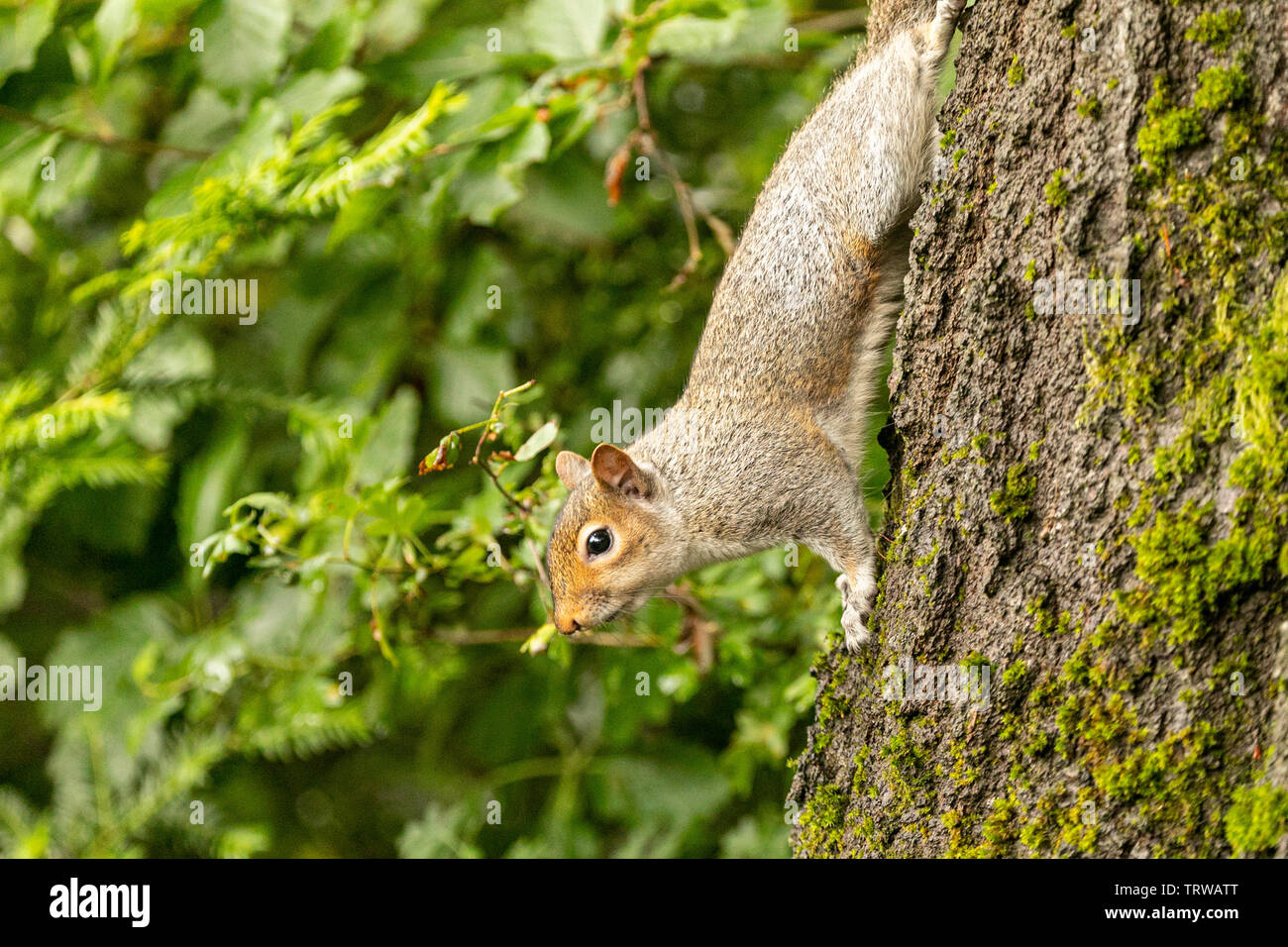 Scoiattolo grigio (Sciurus carolinensis) - vista ravvicinata nel bosco naturale circostante che mostra le caratteristiche degli animali. Birmingham, Regno Unito Foto Stock