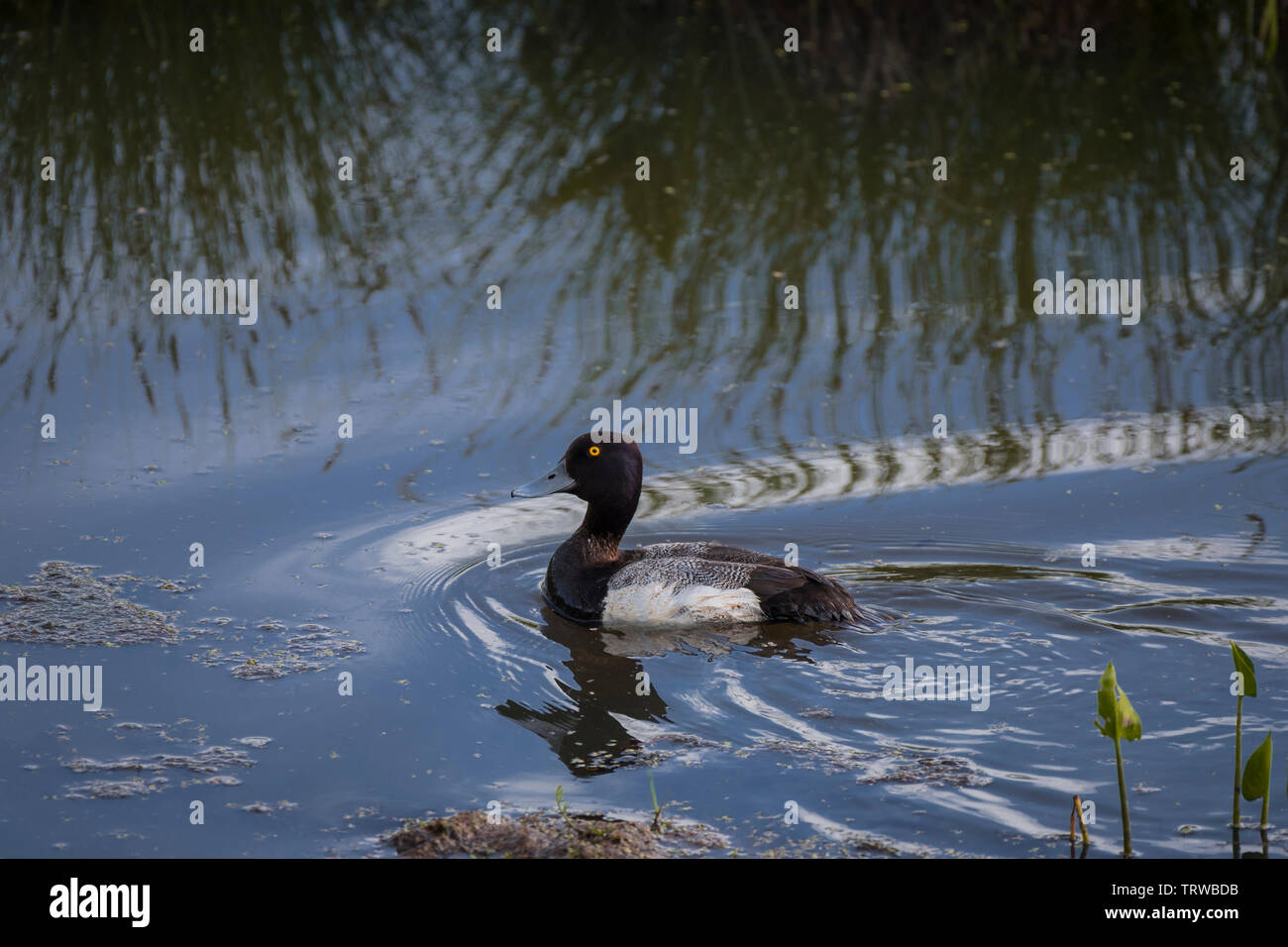 Anello di colli di anatra, Aythya collaris, nuotare in un laghetto con erba alta riflessioni, Elk Island National Park, Canada Foto Stock