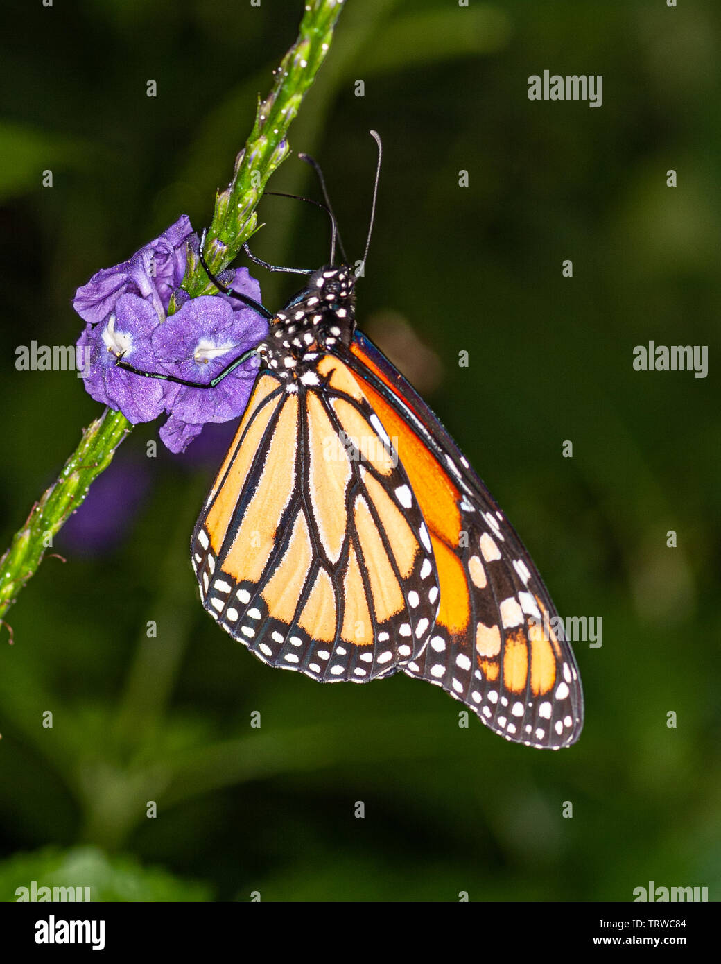 Farfalla monarca Foto Stock