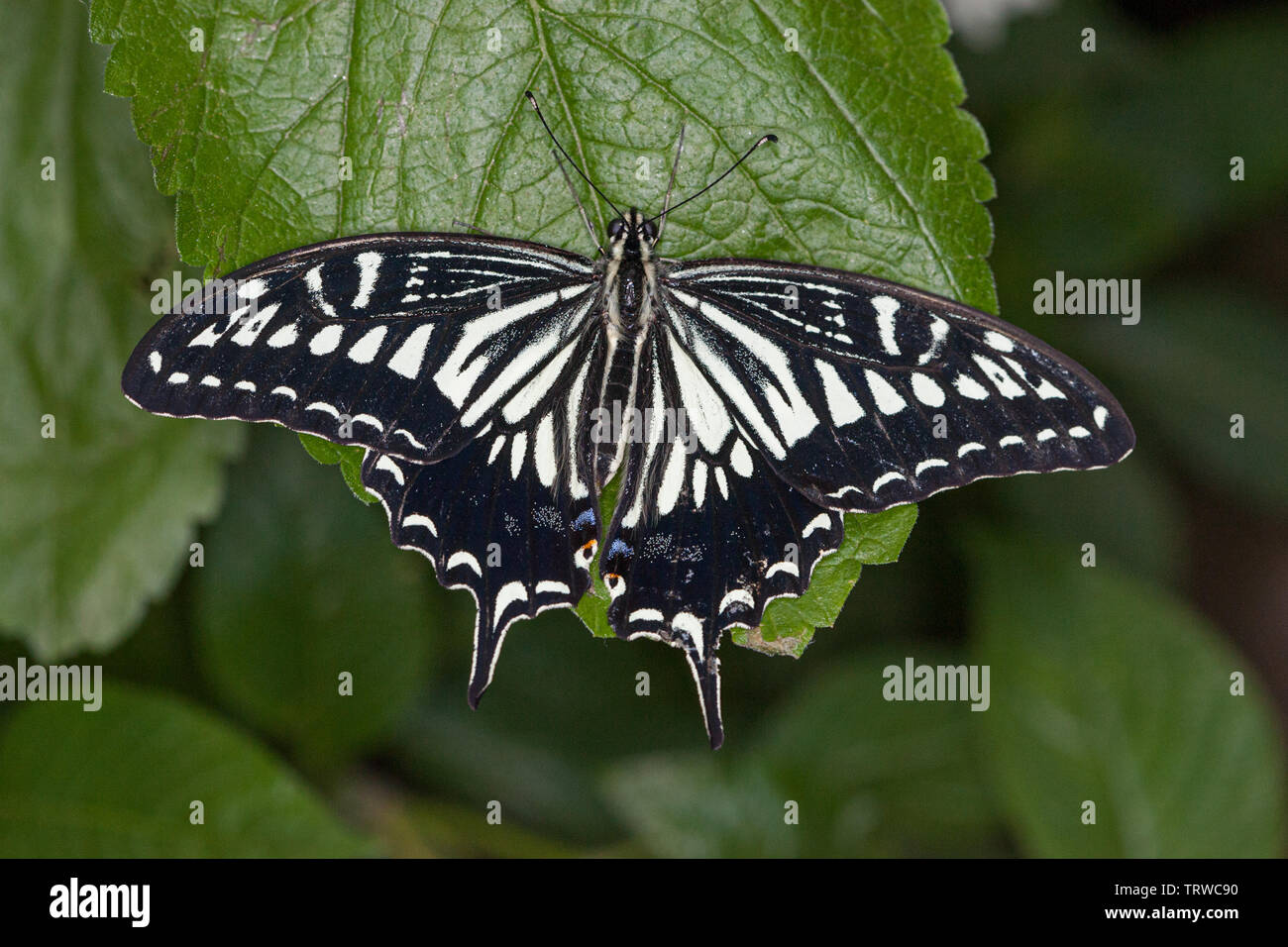 Una farfalla su una foglia Foto Stock